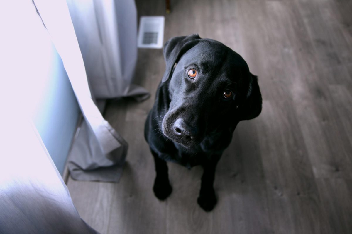 Hond kijkt