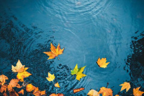 Water
