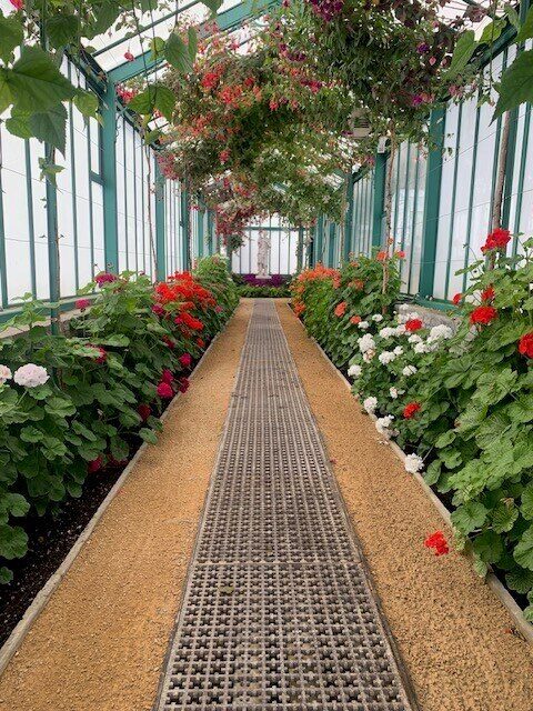 Geraniums in de Koninklijke serre van Laken