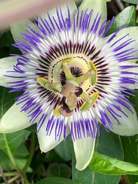 Passiebloem
